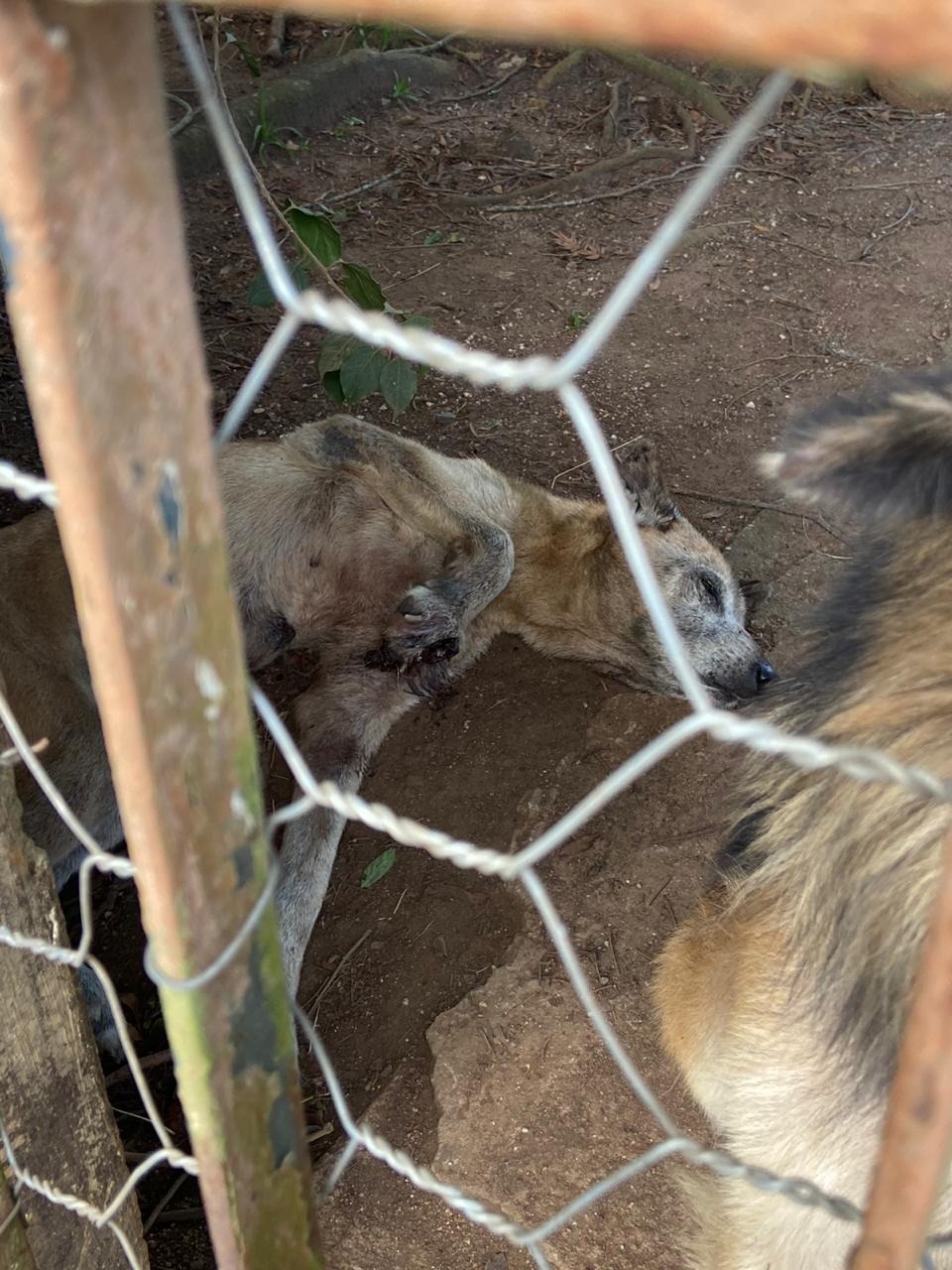Cães em situação de abandono são resgatados em casa no São Gabriel