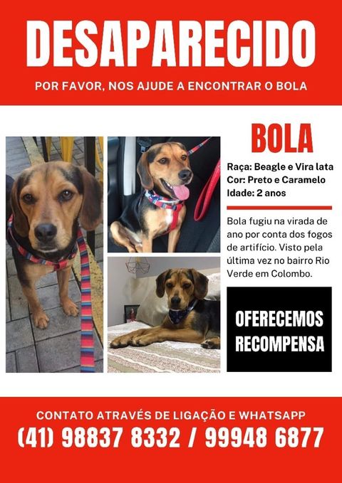 Família do Rio Verde procura cão que desapareceu no Ano Novo