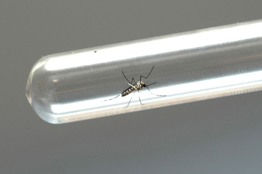 Paraná registra 132 novos casos de dengue
