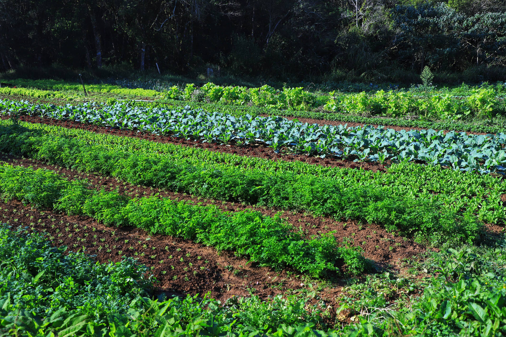 Tijucas do Sul é referência na produção de orgânicos